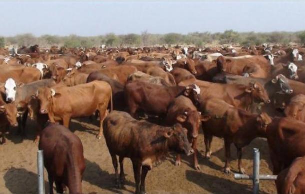 Challenges at Mangetti Cattle Range