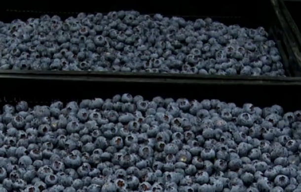 Production at Mashare Berries Farm satisfactory – GIPF 