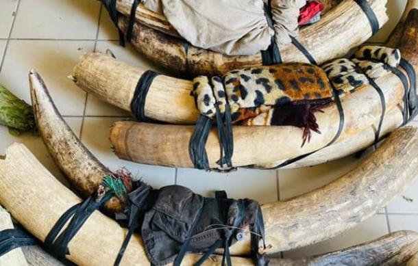 PG calls for measures to eradicate wildlife crimes