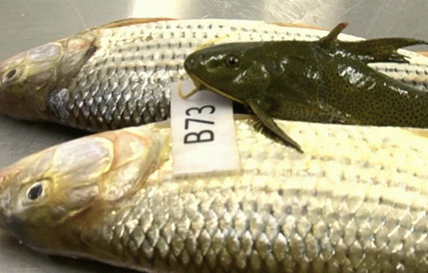 Communities invited to participate in fresh water fishing