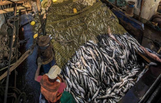 Government’s fishermen’s employment programme hit by declining fish stocks