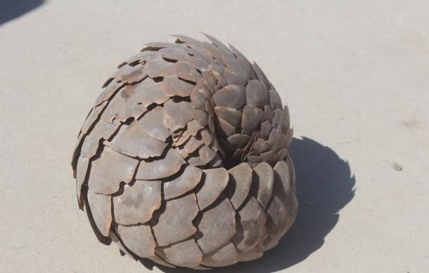 Namibia reports rising pangolin poaching