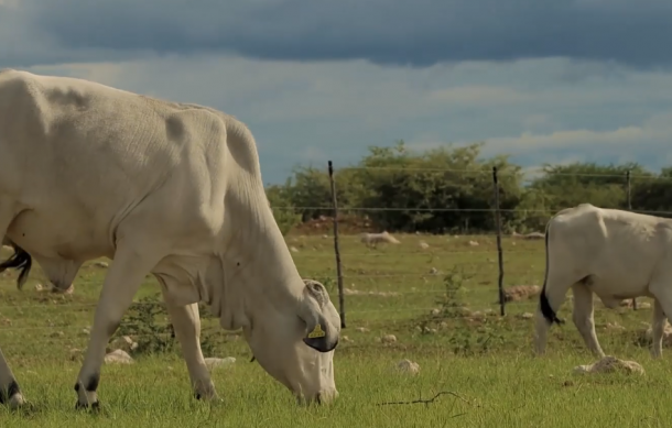 Agriculture key to tackling youth unemployment