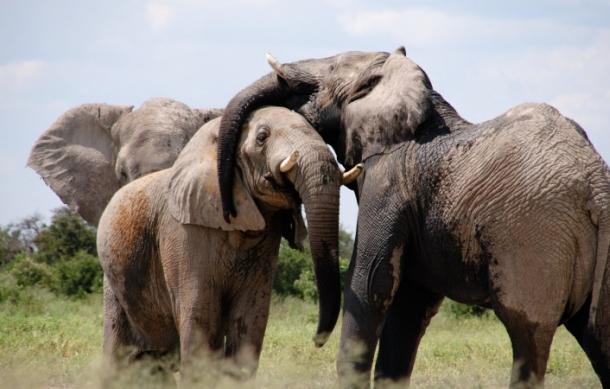 Man killed by elephants in Omusati
