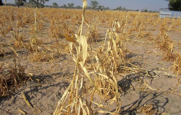Drought drives 1.1 million into food insecurity