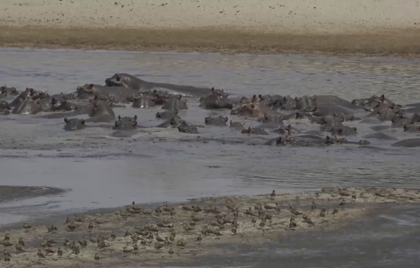 Over 130 hippos stranded in muddy water at Munambeza Pond