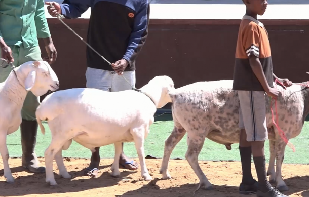 BUSINESS TODAY | Drought affects Okakarara Trade Fair livestock show