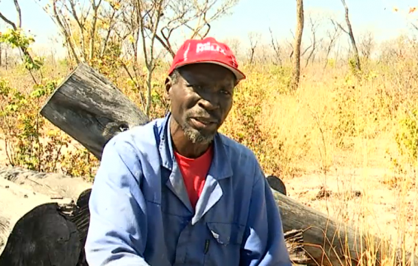 Timber harvesters and carpenters unaware of ban lifting