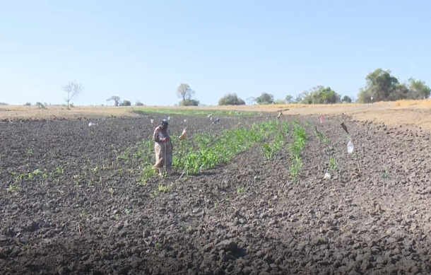 Drought in Zambezi Region fuels human-wildlife conflict