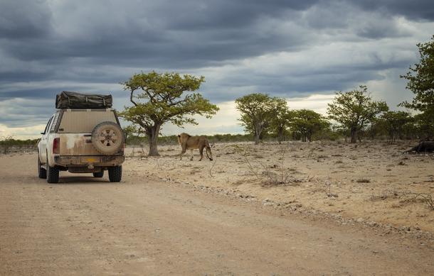 Namibia prioritises road upgrades in Etosha National Park