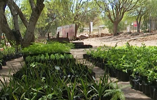 Rundu nursery a hit with clients