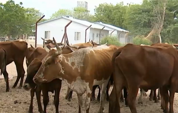 Cross-border livestock theft on the rise in Kavango East