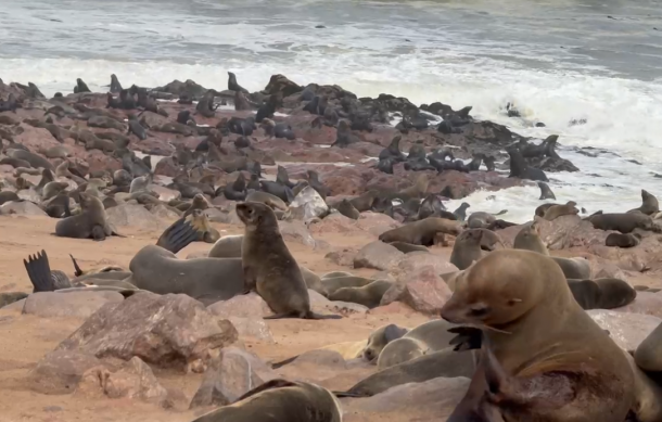Fisheries Ministry warns against approaching wandering seals