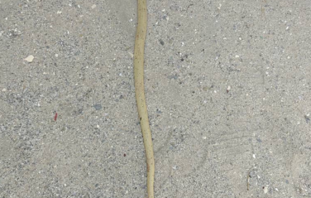 4-year-old boy dies from cobra bite