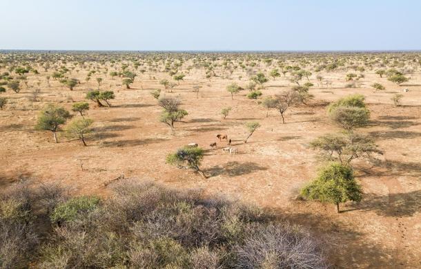 Namibia to host 11th IPBES Session