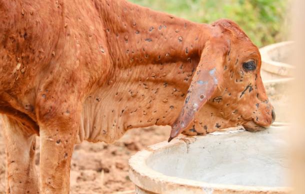 Lumpy skin disease outbreak detected in Okakarara