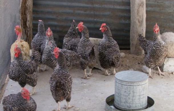 Poultry industry plays key role in reducing unemployment in Namibia