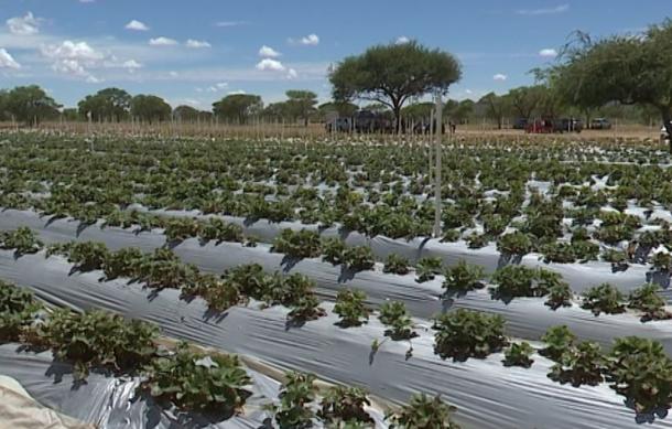 Strawberry farm flourishes amidst persistent drought