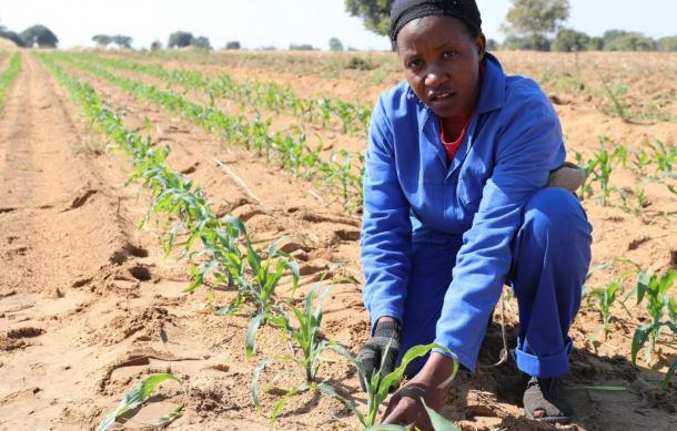 Agricultural production slumps in third quarter of 2024