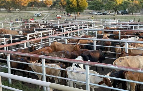 Young Namibians embrace livestock farming as profitable business