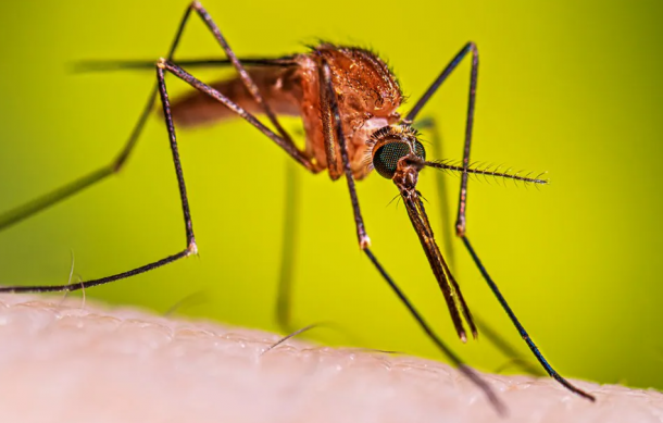 Malaria cases on the increase in Namibia