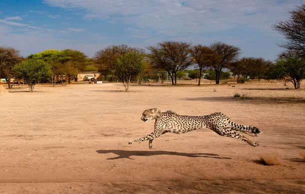CCF focuses on educating farmers to protect cheetahs in Namibia