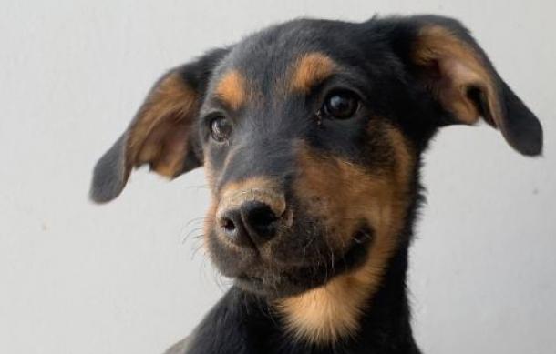 Authorities raise concerns over growing dog neglect 