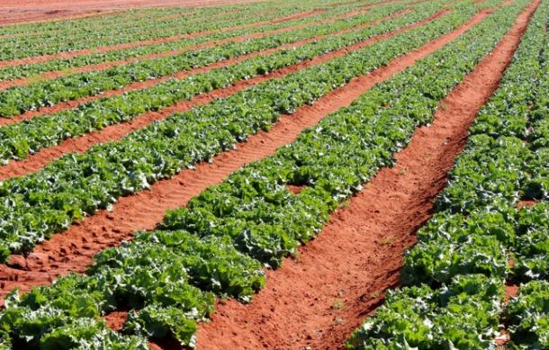 Farmers urged to diversify to mitigate drought effects
