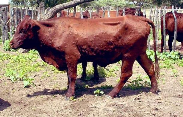 Lumpy skin disease outbreak reported in Otjombinde Constituency