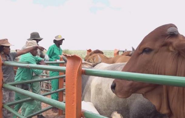 Government restricts cattle movement in Rietfontein amid lumpy skin outbreak