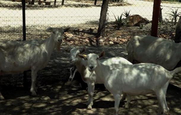 Omaheke Governor’s office acquires goats to combat malnutrition