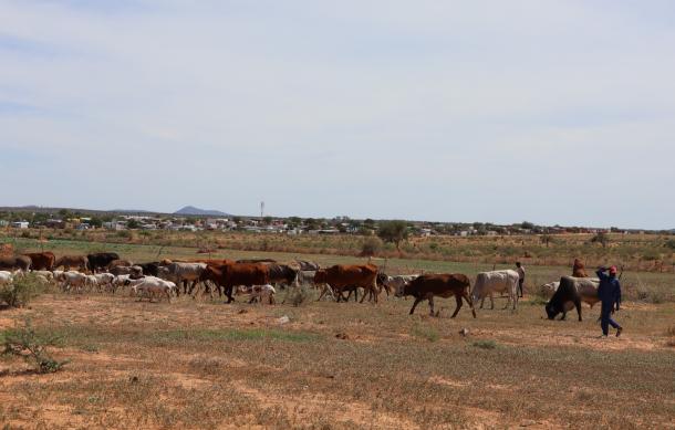 Otjiwarongo to begin impounding roaming livestock on Sunday