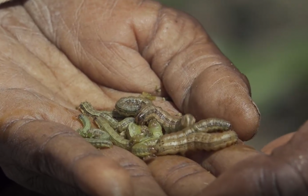 Zambezi Region farmers struggle with fall armyworm outbreak