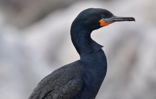Reward offered for information on killing of Cape Cormorants in Dorob National Park
