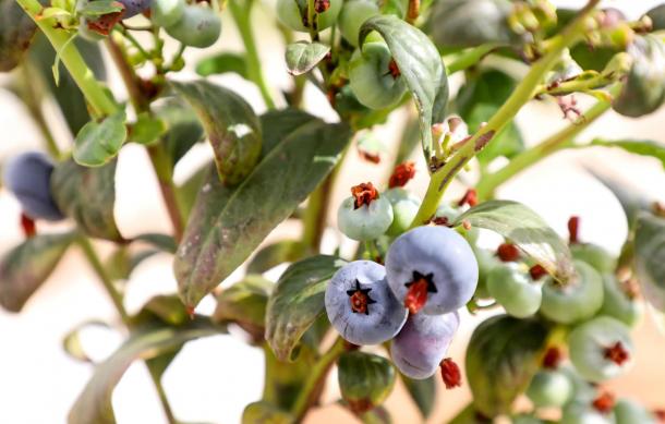 Ndongo residents demand compensation from Blue Berries Farm
