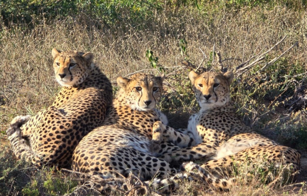 Cheetah conservation fund to host intl’ genetics conference