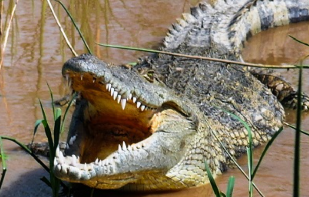 Crocodile spotted at Etaka Dam in Onesi Constituency of Omusati