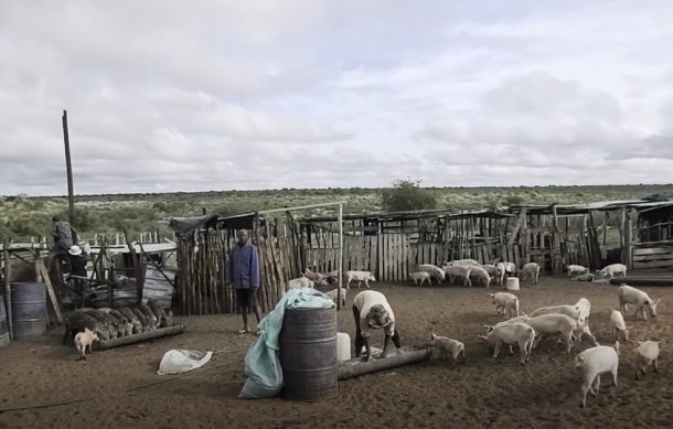 Rural farmer overcomes drought, ventures into pig farming