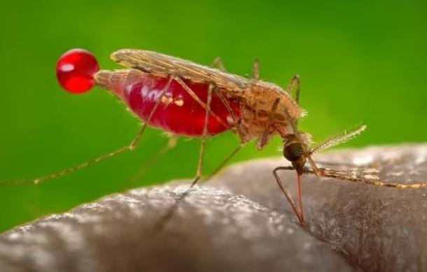 Ohangwena Region declares malaria outbreak