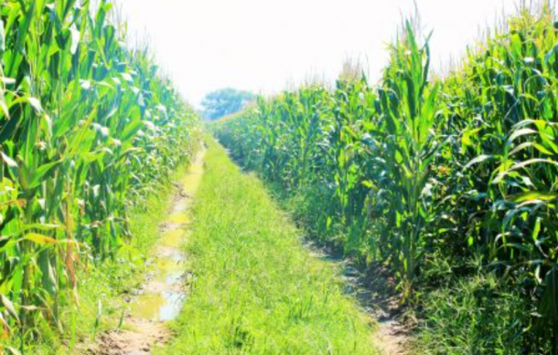 Agriculture Ministry bans plant products from South Africa on detection of ‘bud rot’, ‘goss wilt’