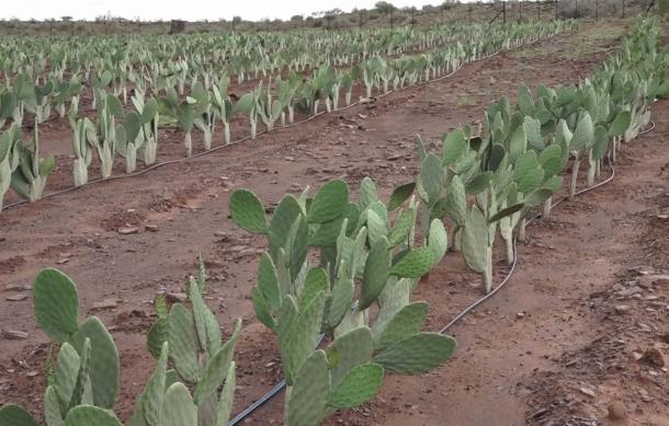 Nopal launches cactus project for carbon capture