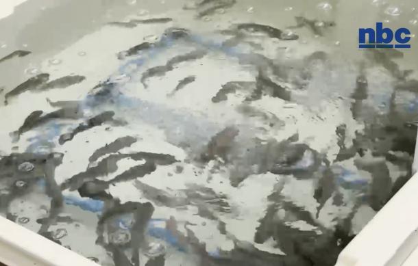 PhD student explores aquaculture for food security in Namibia