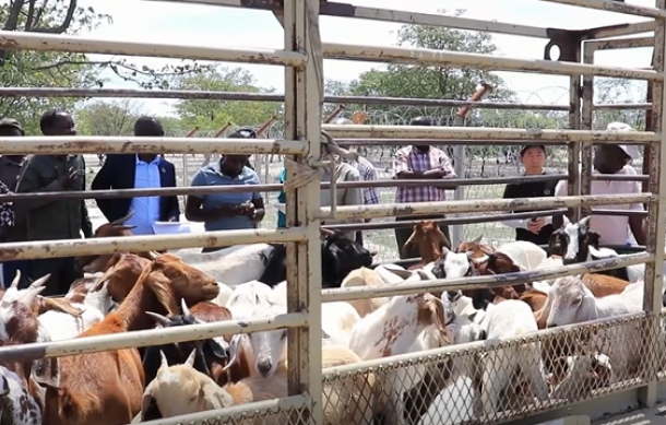 Oshana Council launches goat farming support program