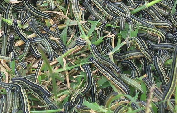 Agriculture Ministry urges traditional pest control amid armyworm outbreak