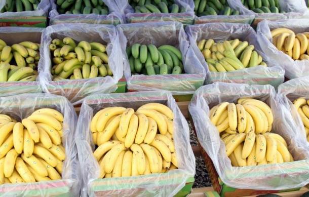 Namibia to harvest its first bananas in September