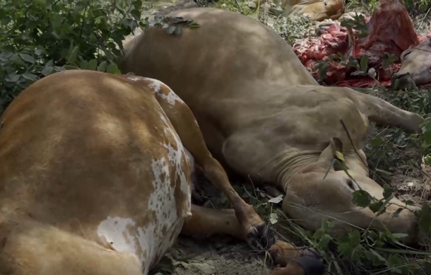 Zambezi farmers seek government aid after lightning kills cattle