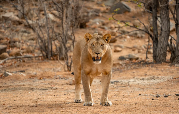 Lions on the loose, communities warned in Tsumeb and Oshivelo