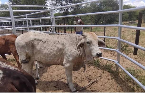 INTERVIEW | Update on lumpy skin disease in Okakarara Constituency
