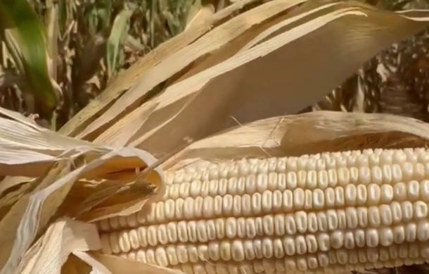 Namibia lifts ban on maize and palm imports from South Africa