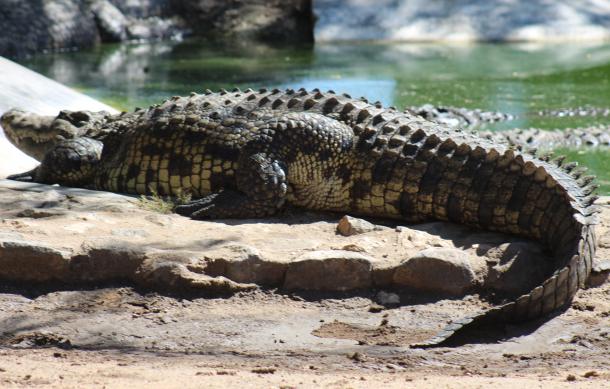 Woman saves herself from crocodile attack